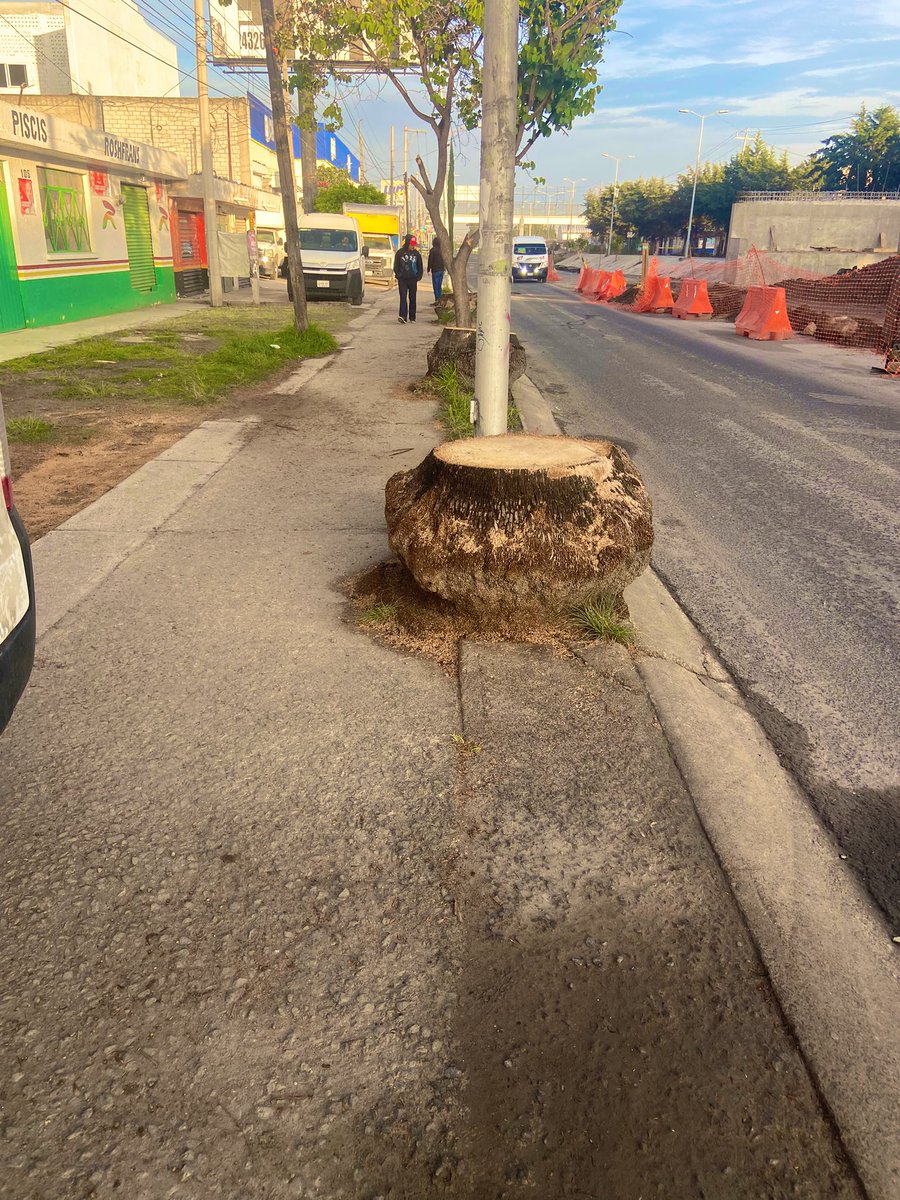 Solmari676's tweet photo. #urgente inician con la #tala de árboles sanos por obra de #megapuente en el #nororiente de la #capital #Puebla #entronque https://t.co/59c87V37xP