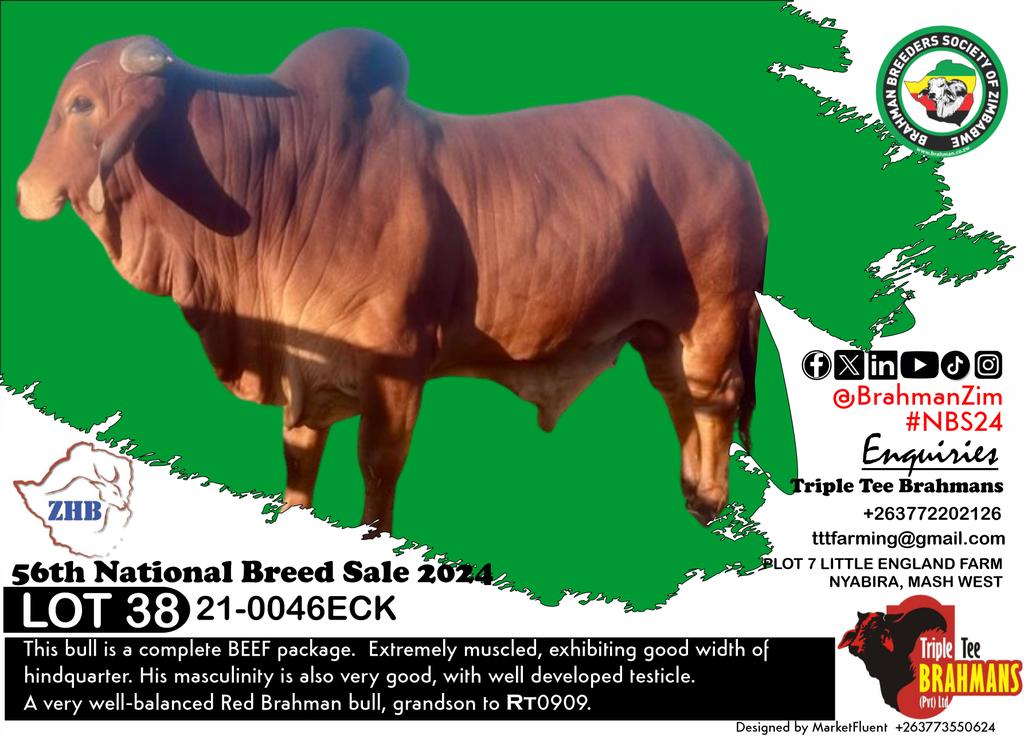 BrahmanZim's tweet photo. Come witness the #Brahman superiority at the 56th National Breed Sale 2024 #NBS24: Bulls from Triple Tee Ranch to check out 

#BrahmanZim #cattlefarming

@VPHaritatos @ZBCNewsonline @HStvNews @NewsDayZimbabwe @DailyNewsZim @MoLAFWRD_Zim https://t.co/VulHiXVIvE