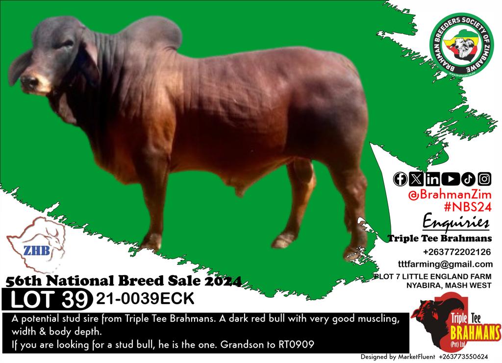 BrahmanZim's tweet photo. Come witness the #Brahman superiority at the 56th National Breed Sale 2024 #NBS24: Bulls from Triple Tee Ranch to check out 

#BrahmanZim #cattlefarming

@VPHaritatos @ZBCNewsonline @HStvNews @NewsDayZimbabwe @DailyNewsZim @MoLAFWRD_Zim https://t.co/VulHiXVIvE