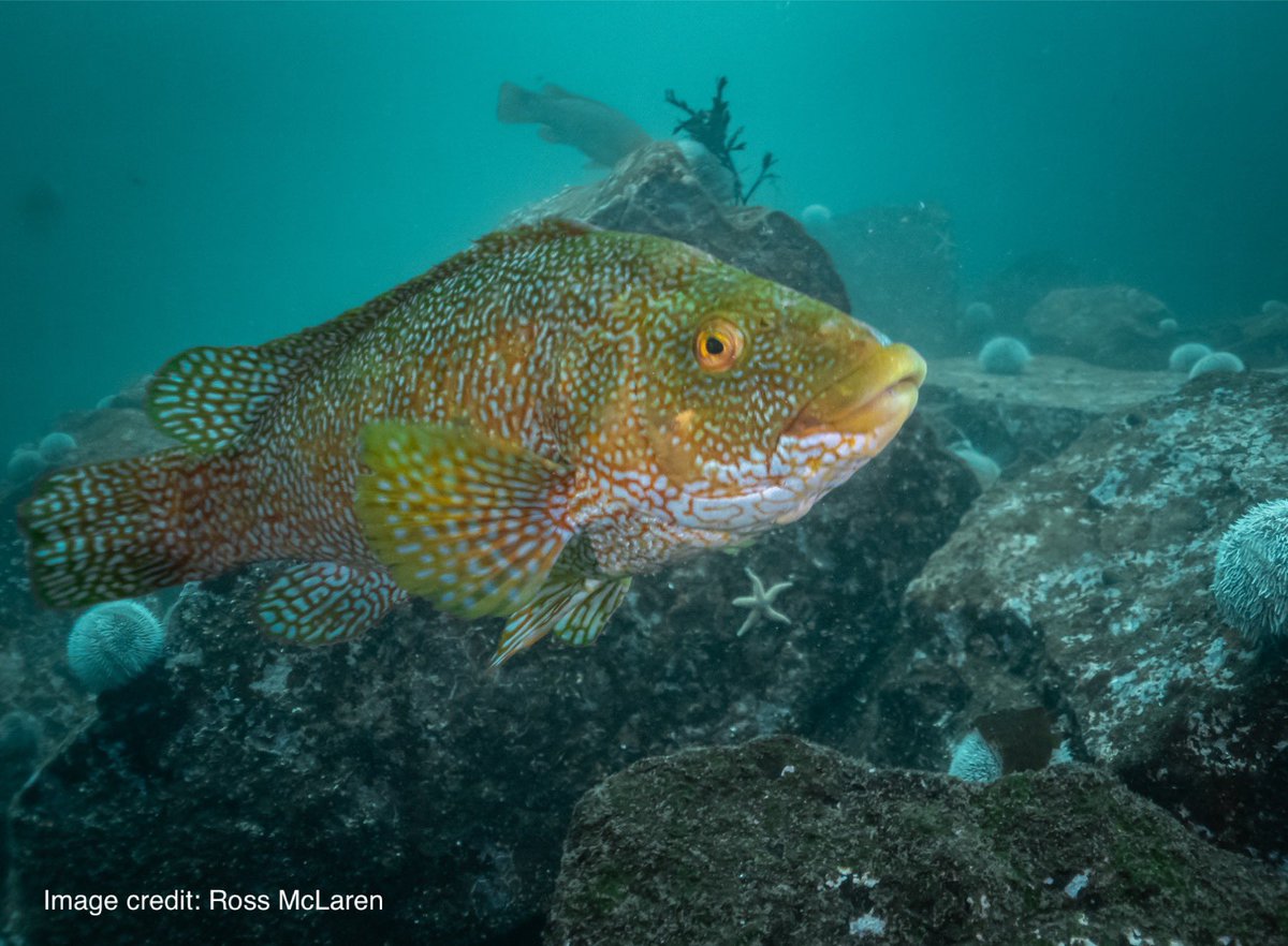 siftscotland's tweet image. Scottish wrasse need you! 🫵🏻

We’re calling on @ScotGovMarine to protect Scotland’s wild wrasse, which are being caught in unlimited numbers in our waters for the aquaculture industry. 

Please sign &amp;amp; share our petition to help #SaveScottishWrasse ➡️ petitions.parliament.scot/petitions/PE21…