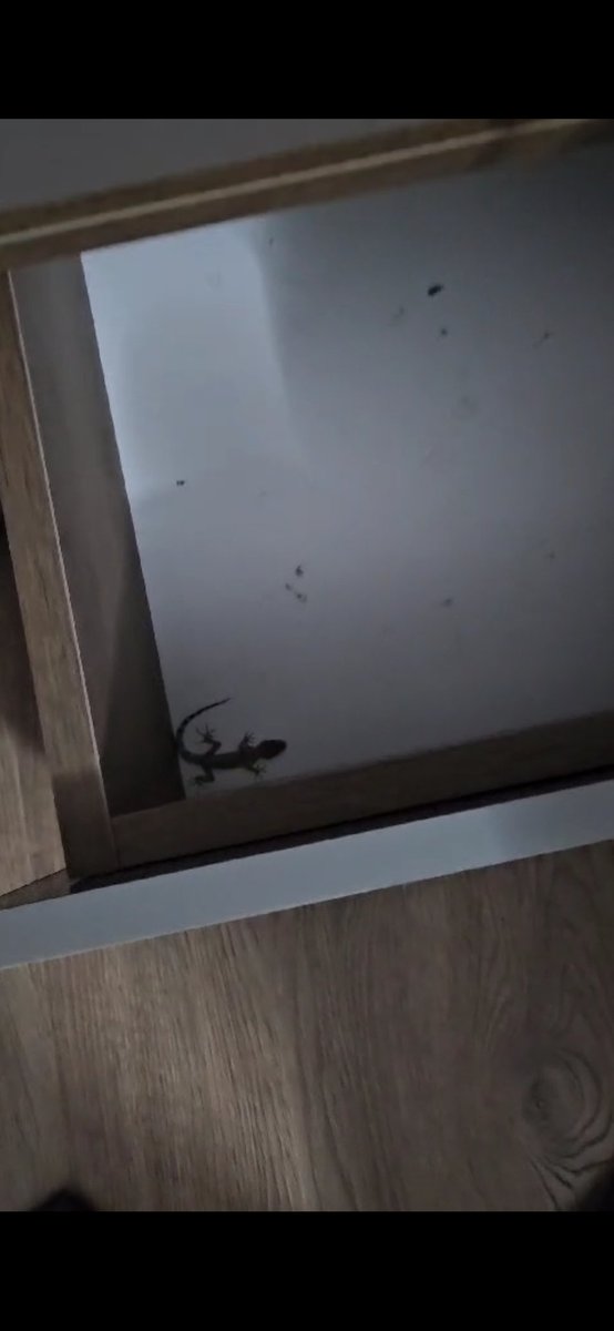 Günlerdir yalnızım diye ağlarken yanıbaşımda kertenkeleyle uyuyormuşum