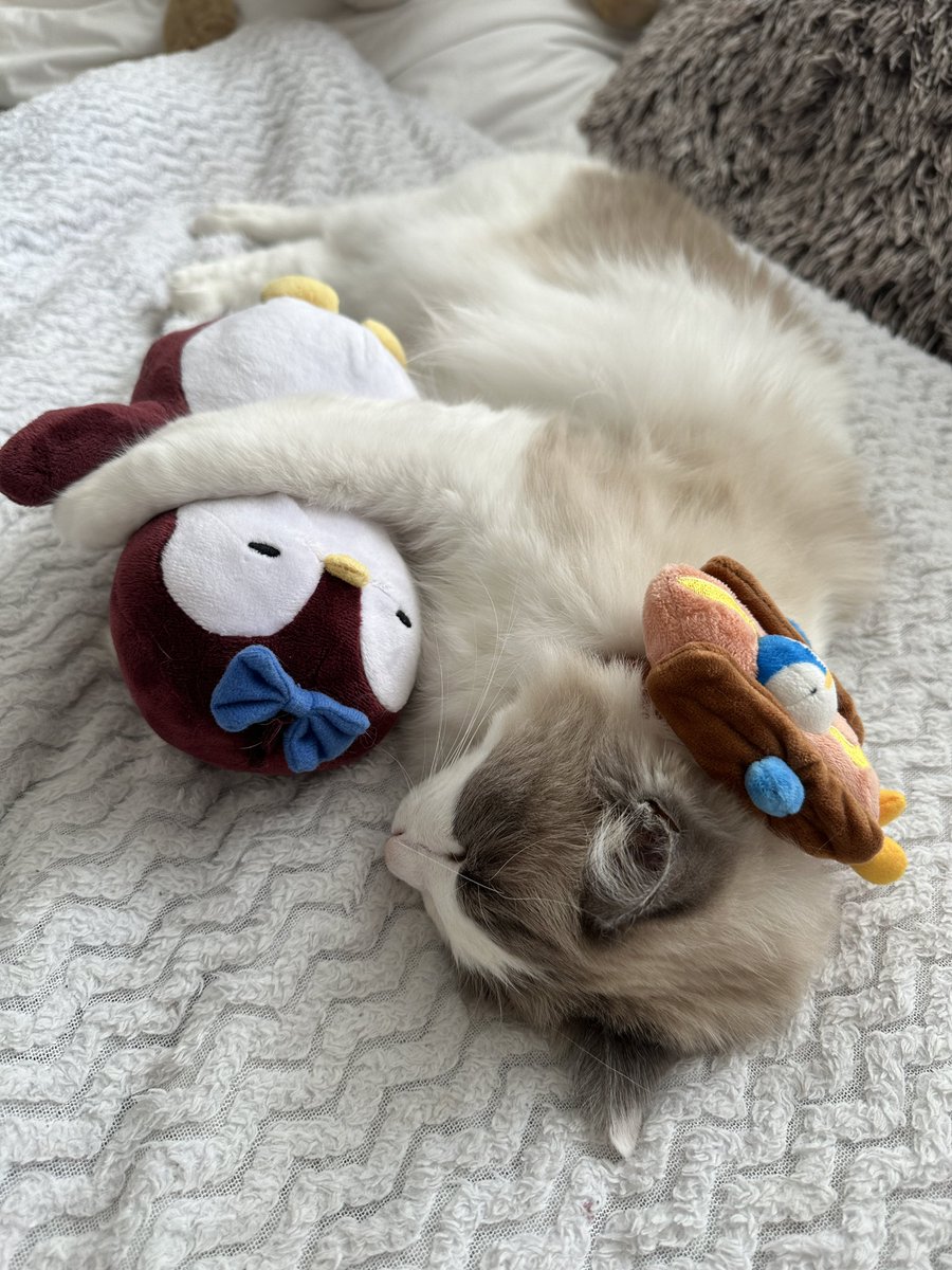 gmgm, I guess we have a new <a href="/pudgypenguins/">Pudgy Penguins</a> lover 🐱