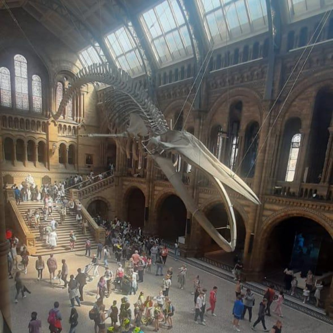 MHShortCourses's tweet photo. An inspiring visit to the Natural History Museum! Our students explored fascinating exhibits, learning about the wonders of our natural world and sparking their curiosity for science.

#MillHillShortCourses #MillHillSummerSchool https://t.co/f5csRvEoAR