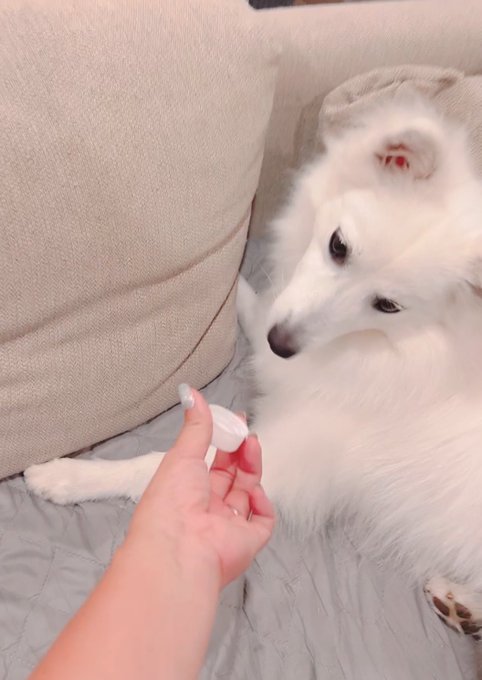 キャップ盗んだの誰!?😡

🐻‍❄️💬

顔だけ隠す仕草のかわいさよ…😮‍💨 