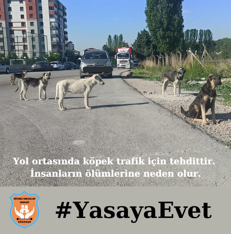 GuvenliSehirler's tweet photo. 21 DERNEK 205 MİLYON LİRA TOPLADI 

Masak köpek derneklerini inceledi. 

Vatandaşların duyguları istismar edilerek toplanan para miktarı da dudak uçuklatıyor. En çok bağış toplayan 21 derneğin kasalarına 2021-2024 yıllarında giren para miktarı tam 205 milyon lira. Toplanan paraların büyük bölümü ‘mama’ yerine şahsi hesaplara gitti.

#yasayaevet