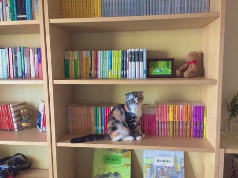 lamu1010's tweet photo. 本棚にねこ。 https://t.co/a5nXYL0UpY