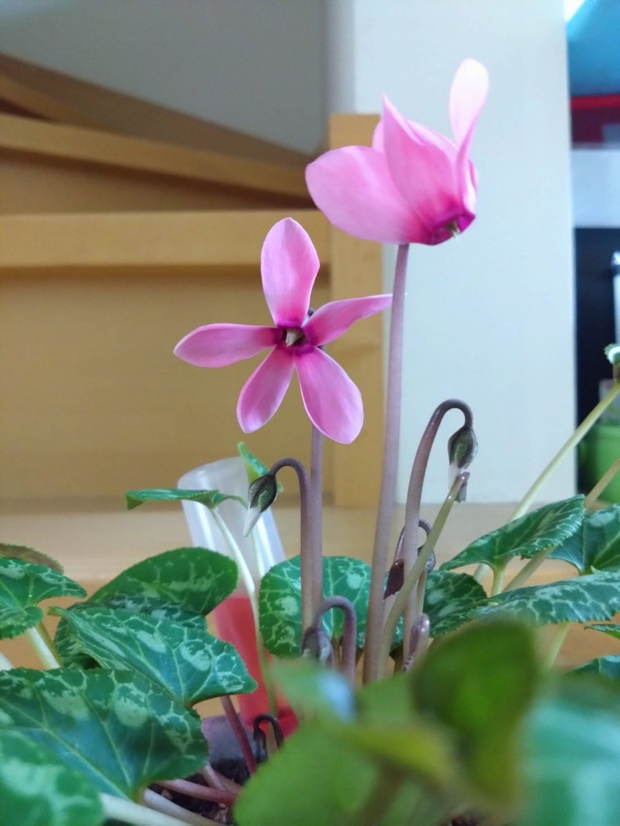 夏のシクラメン