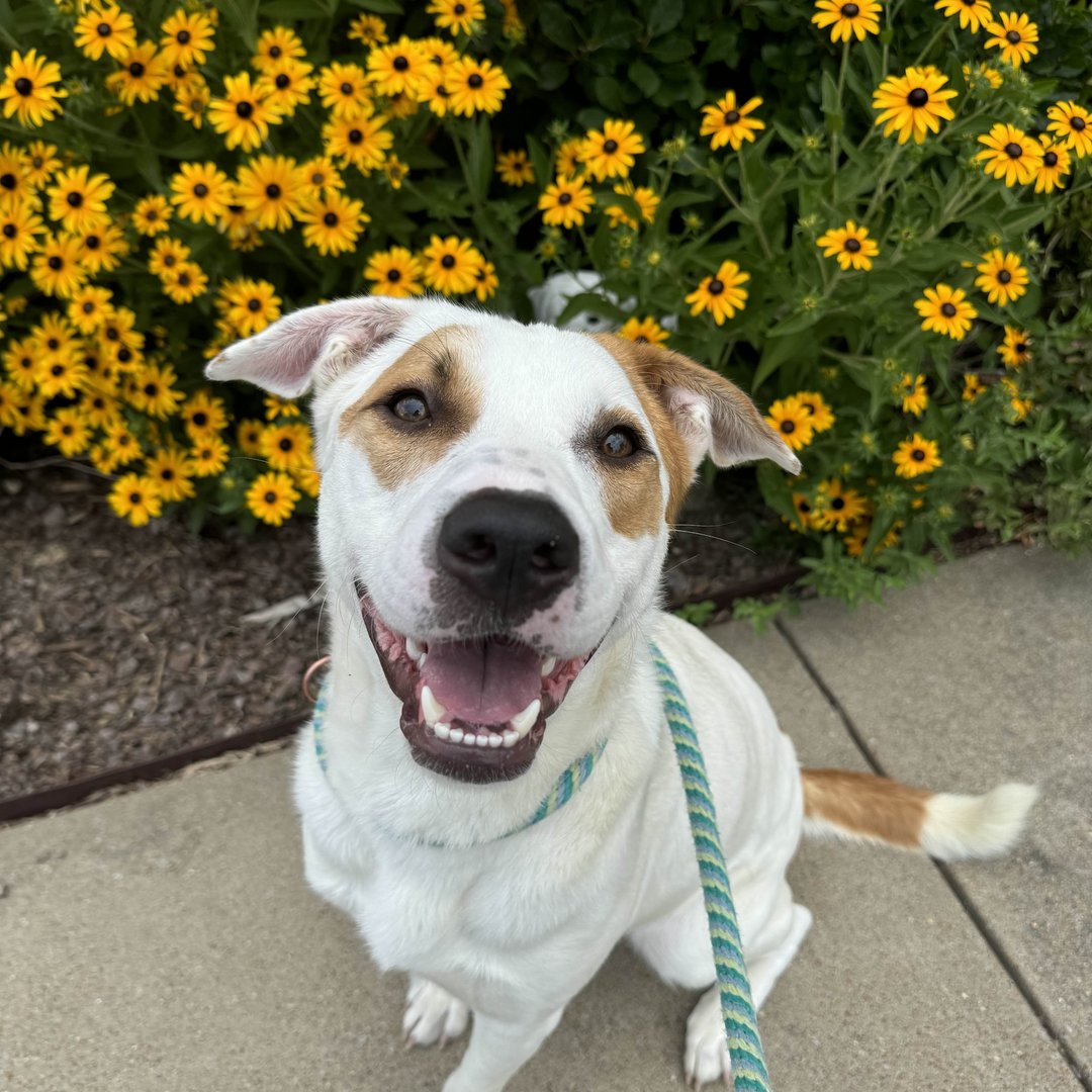 MemphisHumane's tweet image. Meet Rosie Rover. This sweet girl is a bit shy at first, but her gentle and loving soul quickly shines through once she gets to know you. Ready to give Rosie Rover the loving home she deserves? Come meet her today! memphishumane.org/pet/rosie-rove…