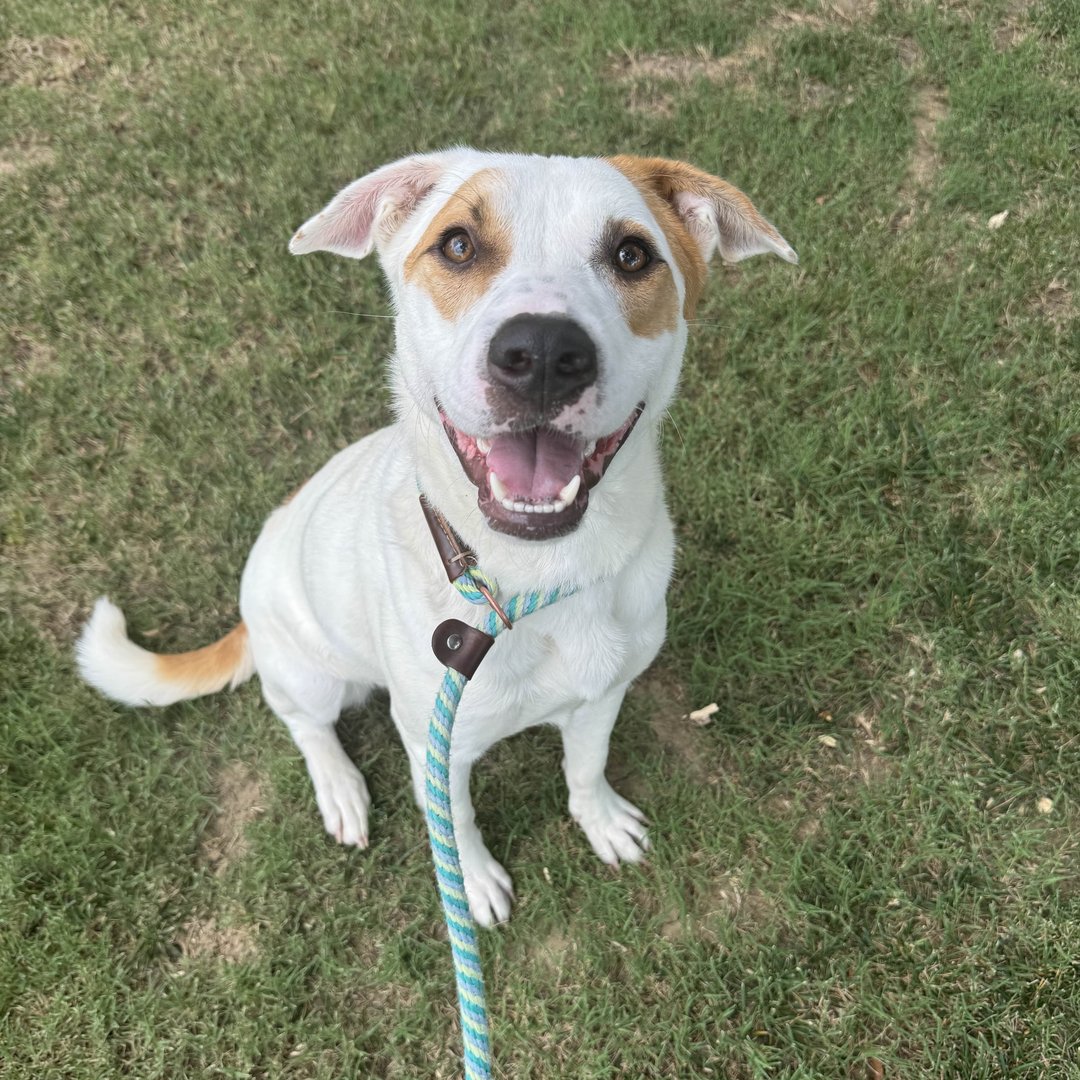MemphisHumane's tweet image. Meet Rosie Rover. This sweet girl is a bit shy at first, but her gentle and loving soul quickly shines through once she gets to know you. Ready to give Rosie Rover the loving home she deserves? Come meet her today! memphishumane.org/pet/rosie-rove…