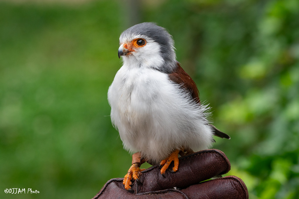 CincinnatiZoo's tweet photo. Tanzi and Timmy are African pygmy falcons! Though it is the smallest raptor in Africa, the African pygmy falcon is a powerful predator. See Tanzi during the Ameritas Wings of Wonder Encounter! https://t.co/mL3XqhaW8F https://t.co/78fNRsUzGT