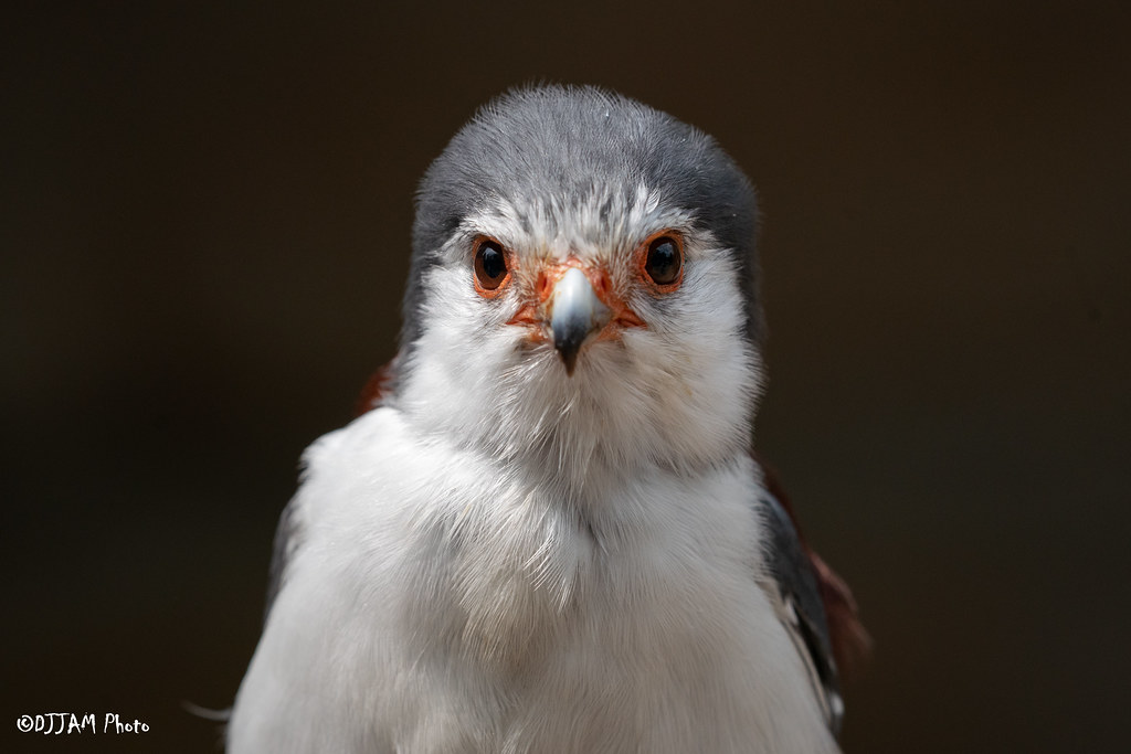 CincinnatiZoo's tweet photo. Tanzi and Timmy are African pygmy falcons! Though it is the smallest raptor in Africa, the African pygmy falcon is a powerful predator. See Tanzi during the Ameritas Wings of Wonder Encounter! https://t.co/mL3XqhaW8F https://t.co/78fNRsUzGT