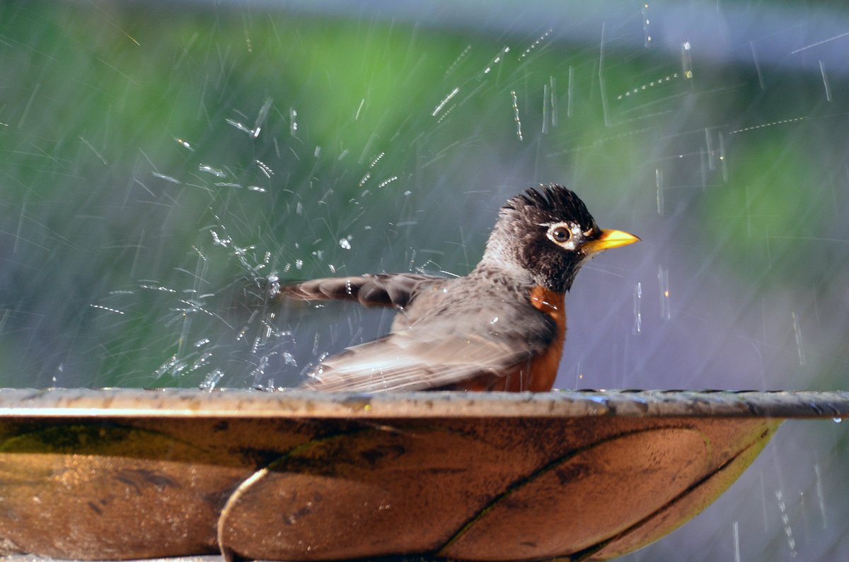 Want to help birds keep cool through the summer? Provide a shallow birdbath with one to two inches of water. Birds will use baths as a cooling oasis to splash in and drink. Keep an eye on water levels and clean out your birdbath regularly.

📷 Courtney Celley/USFWS