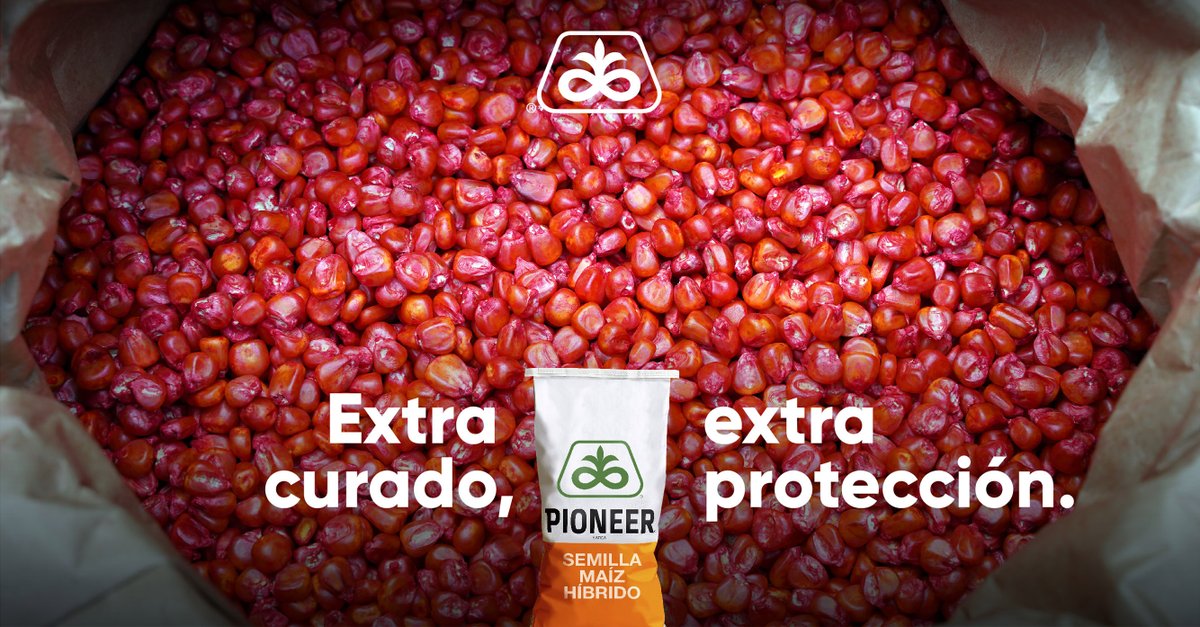 Aumentamos la dosis de curado de nuestras semillas de maíz para ofrecerte una protección mejorada contra #DalbulusMaidis, insecto vector del complejo de achaparramiento del maíz.

Con esto les brindamos #protección en los primeros estadíos del cultivo 💪 #ExperienciaPioneer