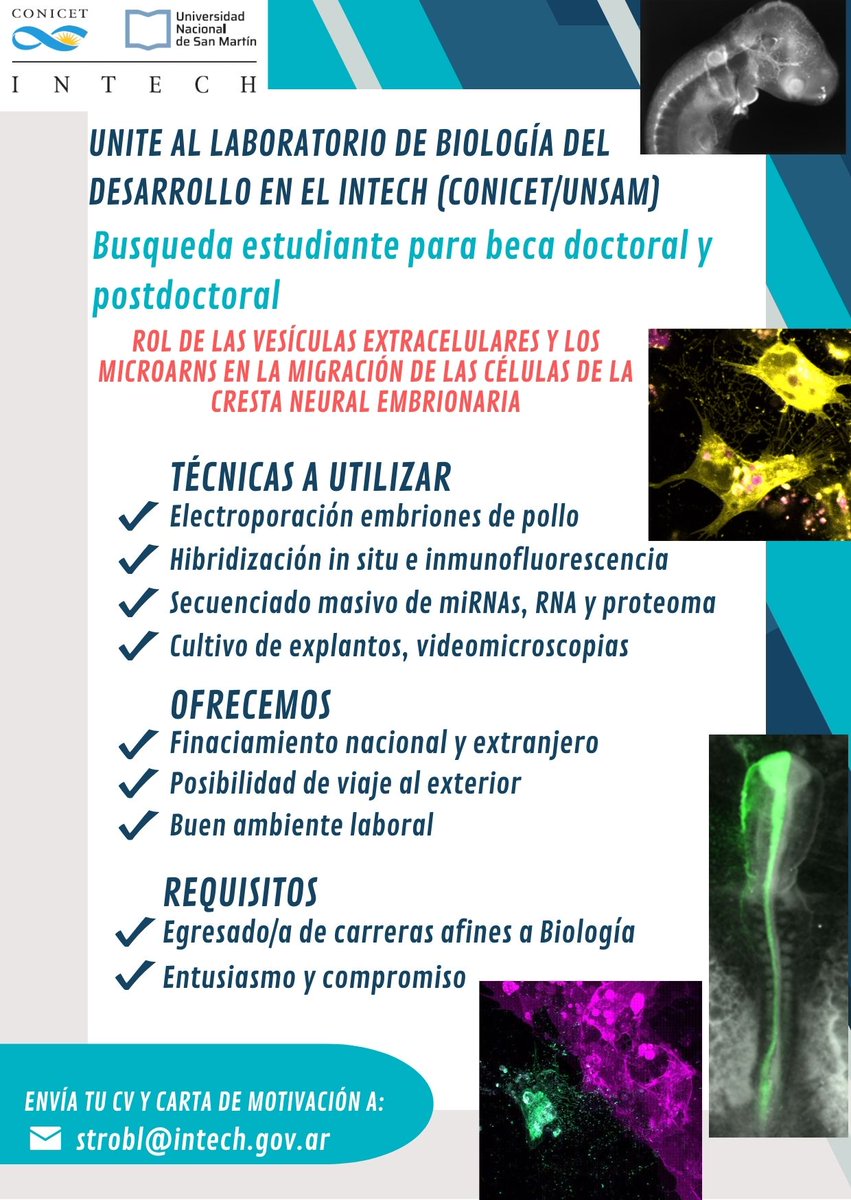 Pablo Strobl-Mazzulla (@pstroblm) on Twitter photo Se viene la presentación a CONICET y estamos buscando estudiantes en <a href="/lbd_intech/">Laboratorio de Biología del Desarrollo - INTECh</a> para hacer su doctorado en <a href="/IntechChascomus/">INTECH Chascomús</a> . Please RT! Se viene la presentación a CONICET y estamos buscando estudiantes en <a href="/lbd_intech/">Laboratorio de Biología del Desarrollo - INTECh</a> para hacer su doctorado en <a href="/IntechChascomus/">INTECH Chascomús</a> . Please RT!