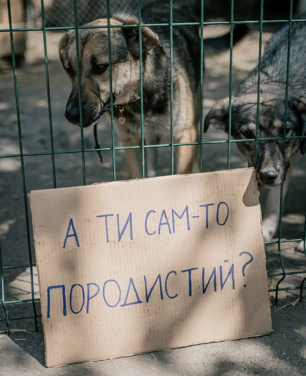 nasyaspark's tweet image. «Громадська організація Happy animals привернула увагу українців до того, що кожна тварина важлива та цінна і не потрібно концентруватись на її породі.»