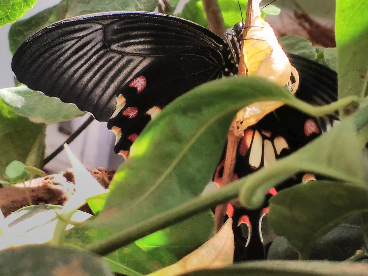 seasonwatch_in's tweet photo. Celebrating #writerwednesday and #titlituesday with this cute story of #friendship between a Curry leaf #tree and Mormon #butterfly, by Aditi Vijayan.
Read it here -https://t.co/q4i8q7K0FO
(Photo by Aditi Vijayan)
#treeblog #blogpost #treestory https://t.co/qEIIqckSsB