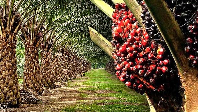 hallaboutafrica's tweet photo. Happy 85th anniversary Nigerian Institute of Oil Palm Research: it's 3 Nigeria campuses are putting to good use research into West African crops, producing new varieties since 2020 like high-starch cassava to make better flour, insect-resistant cotton and higher vitamin maize. https://t.co/wckkLf8xNy
