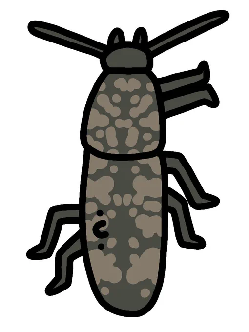 クビカクシナガクチキムシ 