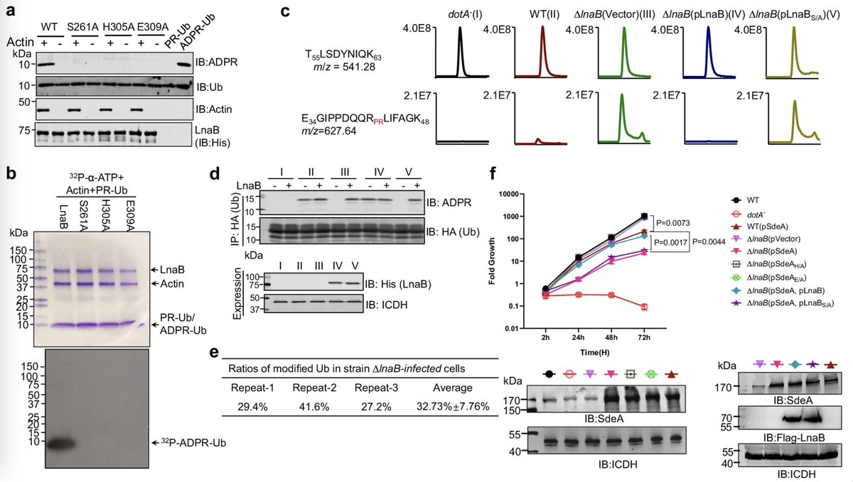 ZhaoQingLuo's tweet photo. Legionella maintains host cell ubiquitin homeostasis by effectors with unique catalytic mechanisms. https://t.co/eb7RSxBHI4
A study that I considered as the most comprehensive and innovative is finally published. It was grilled for almost two years 🙄a growth defect phenotype? https://t.co/svTq4J1qgv
