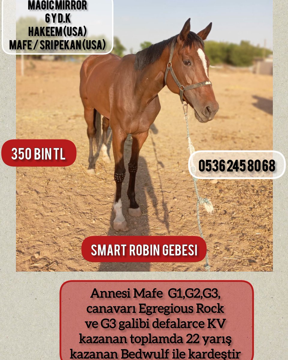 MetinMfg's tweet photo. #SmartRobin gebesi #Hakeem kızı 6 yaşında genç damızlık kısrak #varmitalip #İdmanda #KoşanAtlar #TercihliKısraklar #GebeKısraklar #ArapTaylar #İngilizTaylar #Yearling #ArabianHorses #Stallion 05362458068
@varmitalip https://t.co/5g0cT3n31F