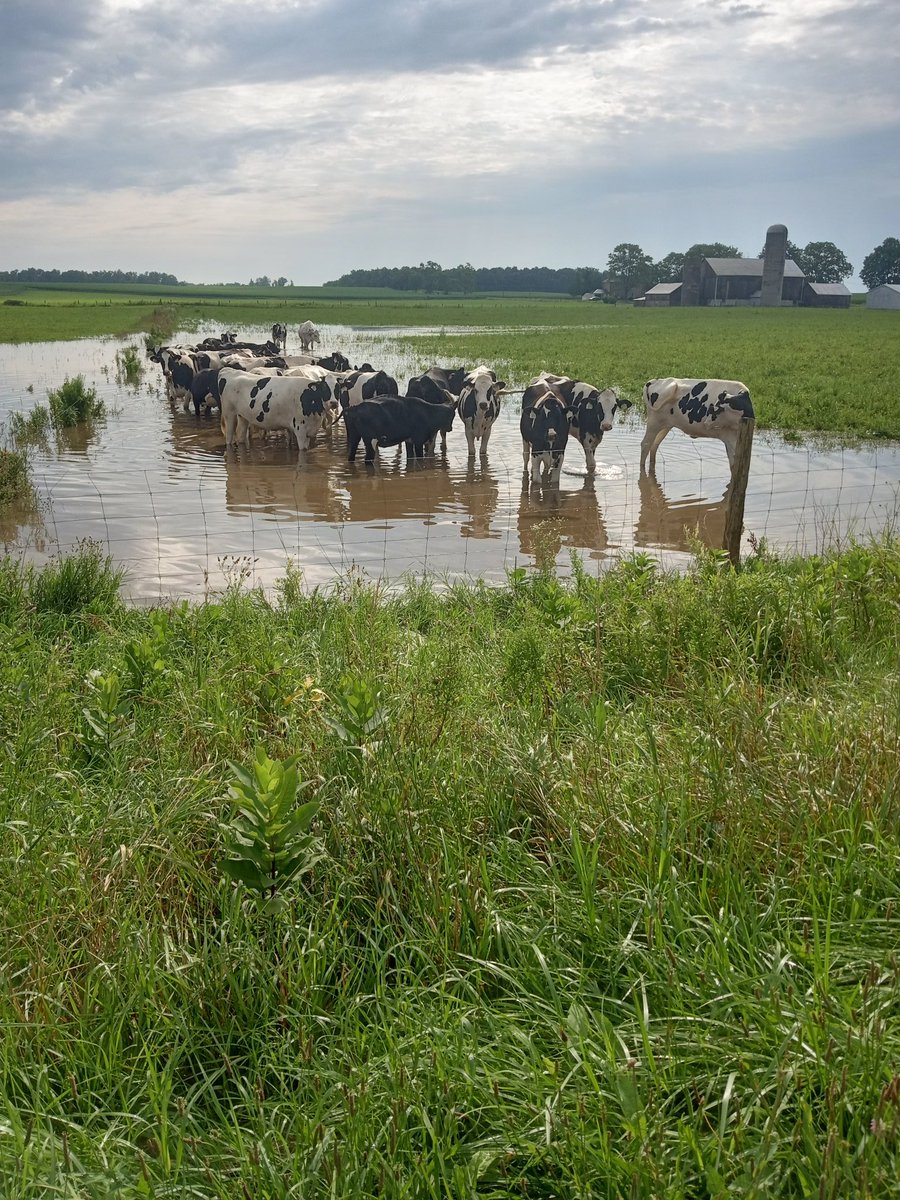 OBaigent's tweet image. Typical heifer mentality. 10 acres of dry pasture let's stand knee deep in the wet spot