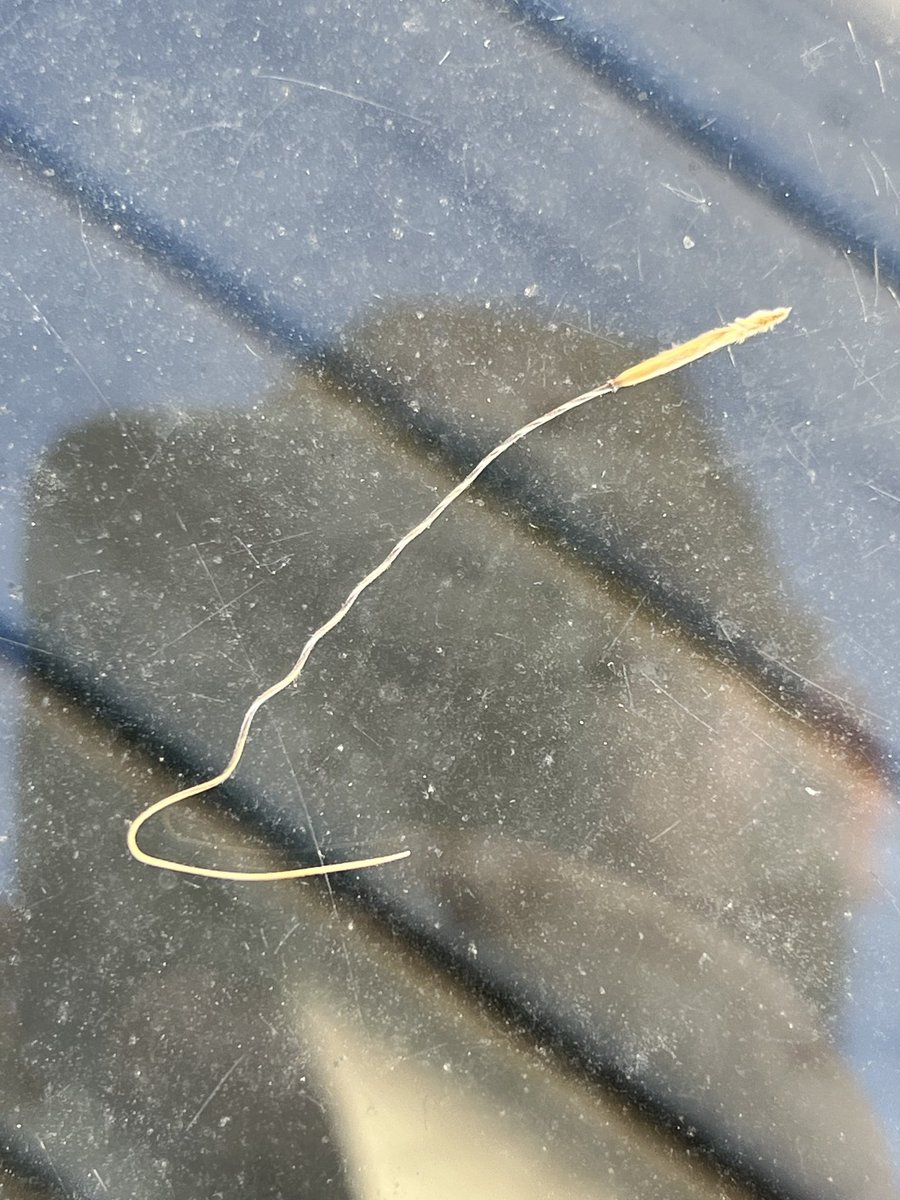 grassncows's tweet photo. Seed from #needleandthread grass. The spear end catches in animal hides and moves seed, wind can disperse seed, and the thread unwinds when it gets wet, moving the seed across the ground. #amazingprairie #nativegrass #resilient #adaptive https://t.co/mOKeTafSS8
