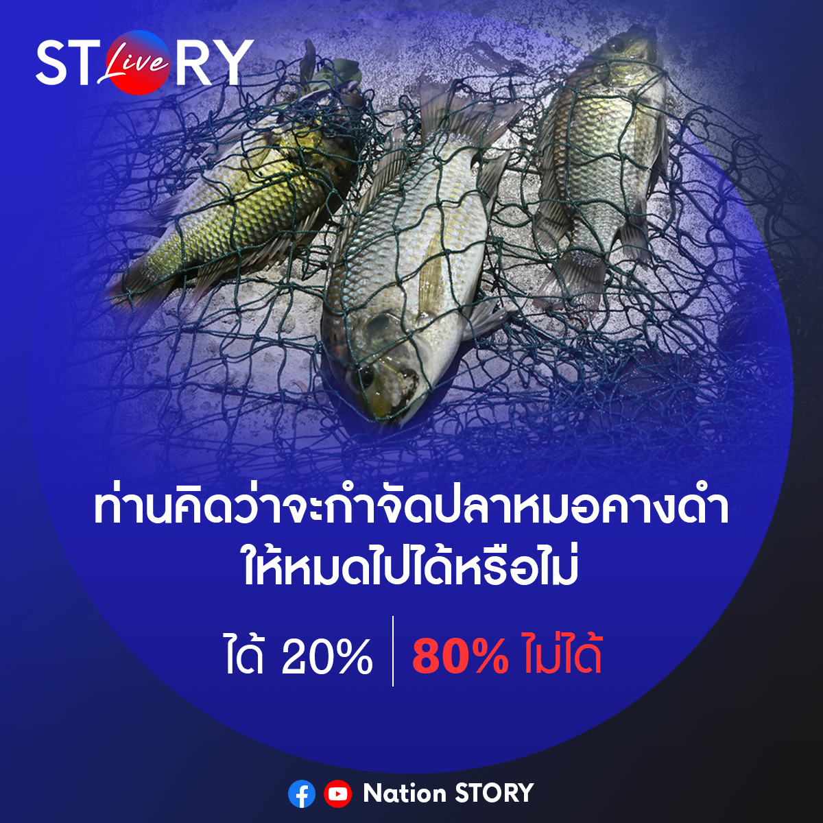 NationOnlineth's tweet image. หลังวิกฤต &quot;ปลาหมอคางดำ&quot; เอเลี่ยนสปีชีส์ยึดแหล่งน้ำไทย ประชาชน 20% คิดว่าจะกำจัดได้ และอีก 80% คิดว่าไม่สามารถกำจัดให้หมดไปได้
.
(โพลจากรายการ STORY LIVE 17 ก.ค. 67)
.
#ปลาหมอคางดำ #STORYLIVE #Springnew