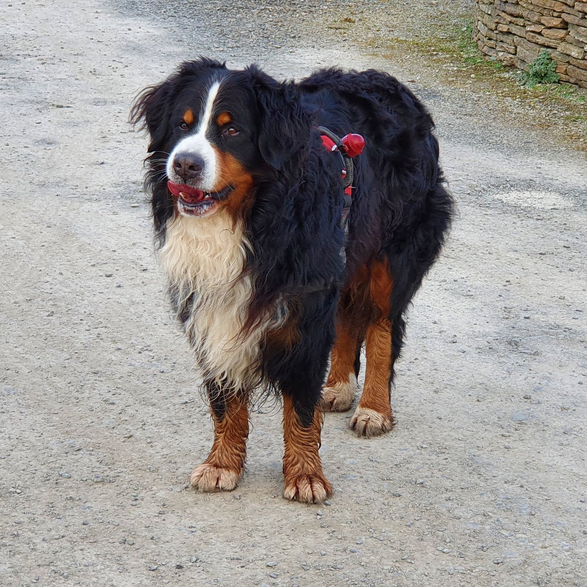 No-one likes an anxious pup on holiday - least of all the pup! So when we have dogs to stay, we provide a calming plug-in, as well as treats, a dog towel and a water bowl.

Book your dog-friendly autumn bread now at lighthousekeeperscottage.co.uk

#dogfriendly #selfcatering  #nc500