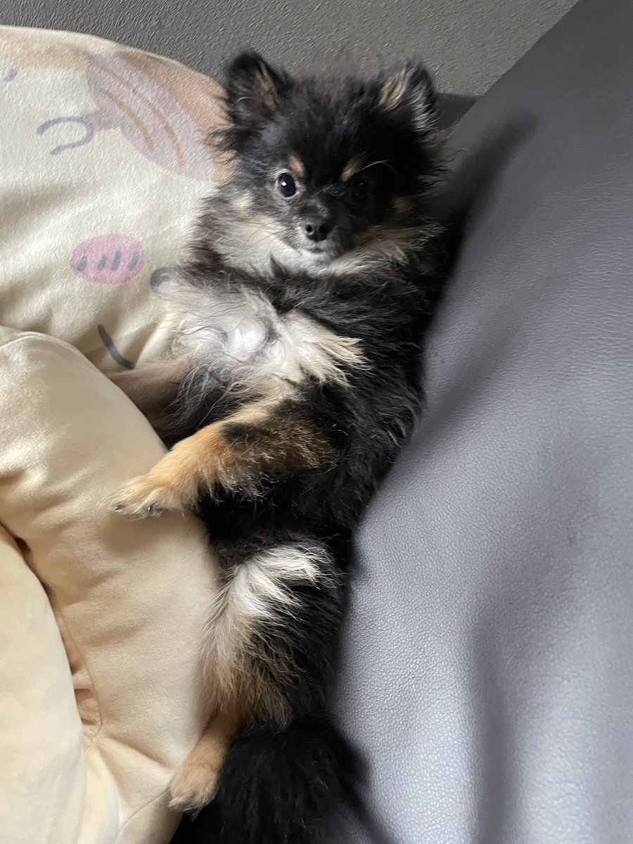 zeboyan's tweet photo. 人間の様にソファーでくつろぐ愛犬こまさん。隣にごはんくん寝てます。 https://t.co/0gqWPUsUOz
