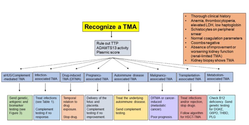 joeMD77's tweet photo. Microangiopatias tromboticas y el RIÑÓN 🫘 

▪️SHUa, secundario a💊, Infecciosa🦠, asociado a 🤰🏻, inmunomediada, asociada a CA, asociada a trasplante
🟠TX liq-electrolitos+ TSR +transfusiones + TX infección 
🟠Inh C5 ➡️Eculizumab/ravulizumab

AKHD 2024

https://t.co/upjpVQLgNu https://t.co/aBE2HA9Znz