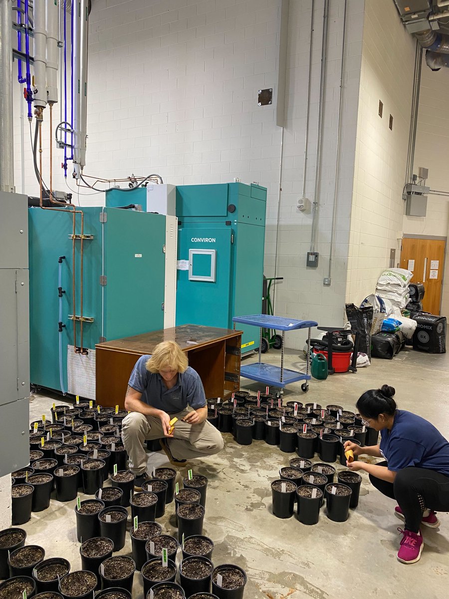 VT_TPSC's tweet photo. Ph.D. student Ravneet Kaur has become the first user of the new elevated carbon dioxide growth chambers in the basement of @virginia_tech's Latham Hall. She will be growing soybean plants in elevated carbon dioxide to investigate the impact on seed nutrient content. https://t.co/qu50r4rPed