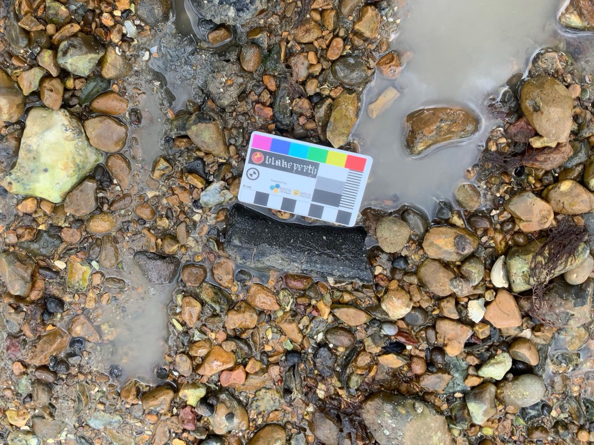 FFLThe's tweet photo. Thank you to Alison and all the team at ⁦@MSDSMarine⁩ &amp; Heritage for sponsoring our bespoke #blakeyerth scale cards. 

The cards were well used during the recording and #photogrammetry exercises.

⁦@WorldMonuments⁩ ⁦@HistoricEngland⁩ 

#intertidal #climate https://t.co/oWuyPT1HHp
