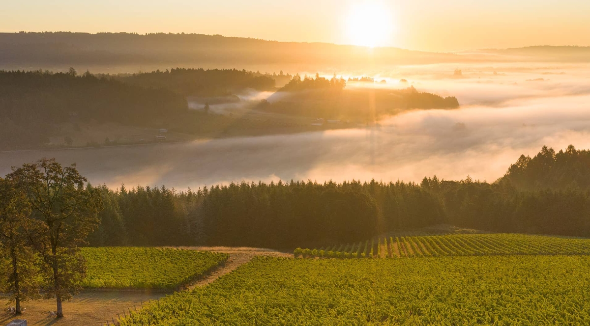 Rosé wines have a very long drinking season. They start popping up in some climates as early as Valentine’s Day and last well into the fall. The sparkling ones, especially the ones nurtured... Kindly click on my blog to read more: santemagazine.com #foodwinespirits #grape