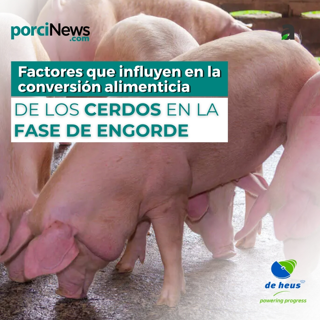 porciNews's tweet photo. ❓ ¿Ya sabes cuáles son los factores que influyen en la conversión alimenticia de los #cerdos en la fase de #engorde? 🐖
📝 En el siguiente artículo que nos acerca De Heus Nutrición Animal España, se explica que son varios los factores que afectan a la conversión alimenticia. Asimismo, también se refleja que es necesario prestar atención en la búsqueda de la optimización del sistema de producción.
🔗 Para conocer todos los detalles, accede al artículo: https://t.co/v2oOsUORGm