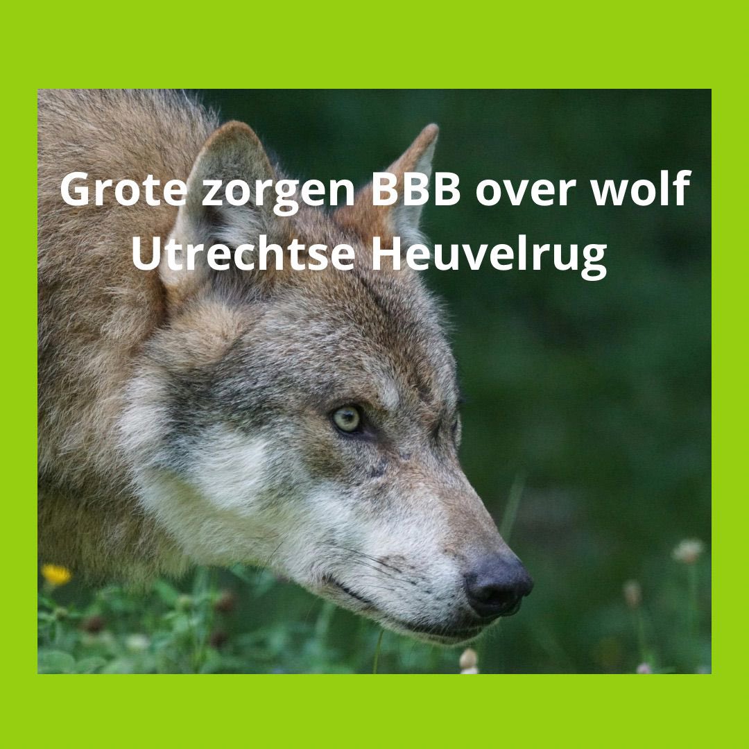 BBB BoerBurgerBeweging 🍀🍀🍀 tweet media