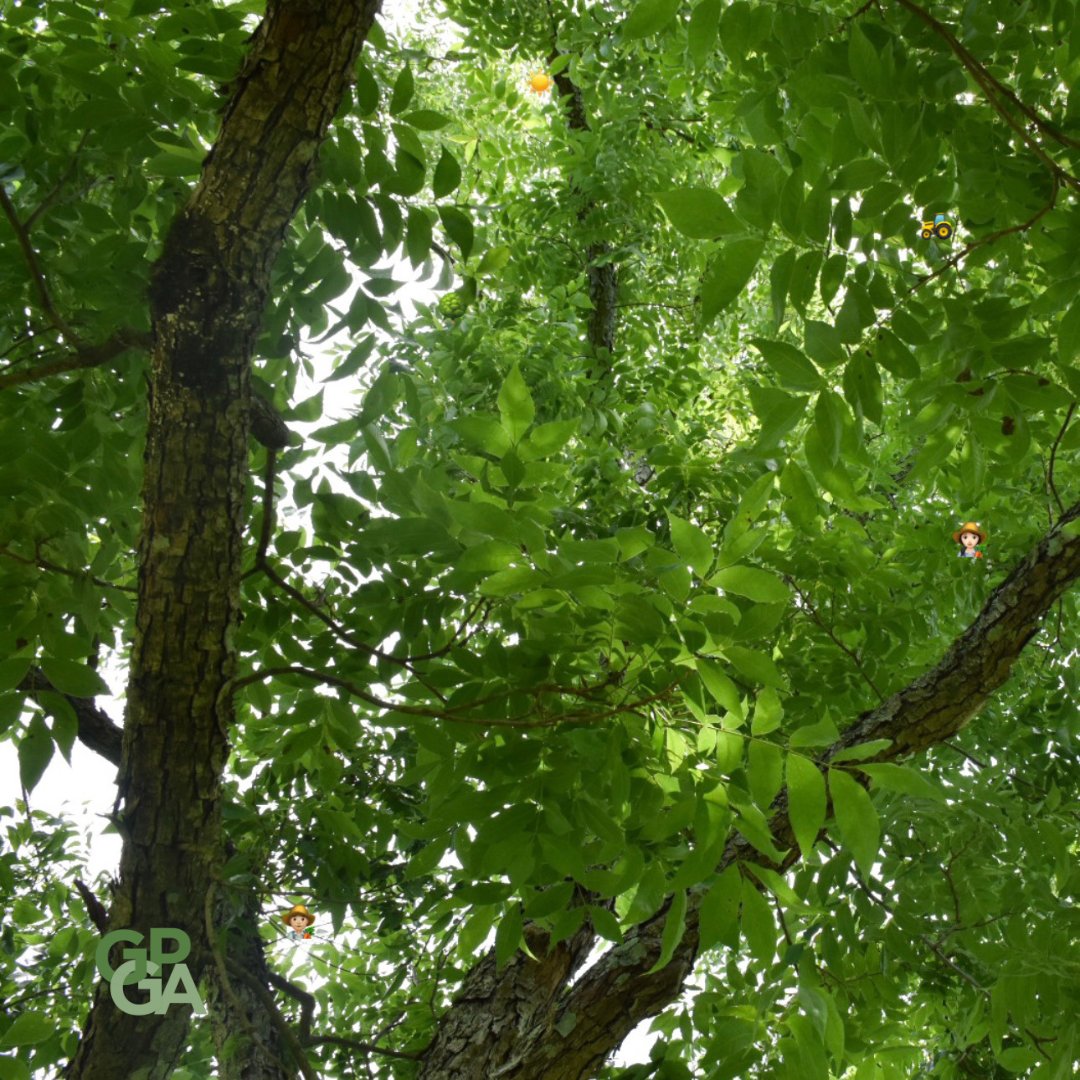 GPGA_'s tweet photo. It's #WorldEmojiDay! Can you find all of the five emojis hidden in the pecan tree?
#GeorgiaPecans https://t.co/hoTk8Do9cj