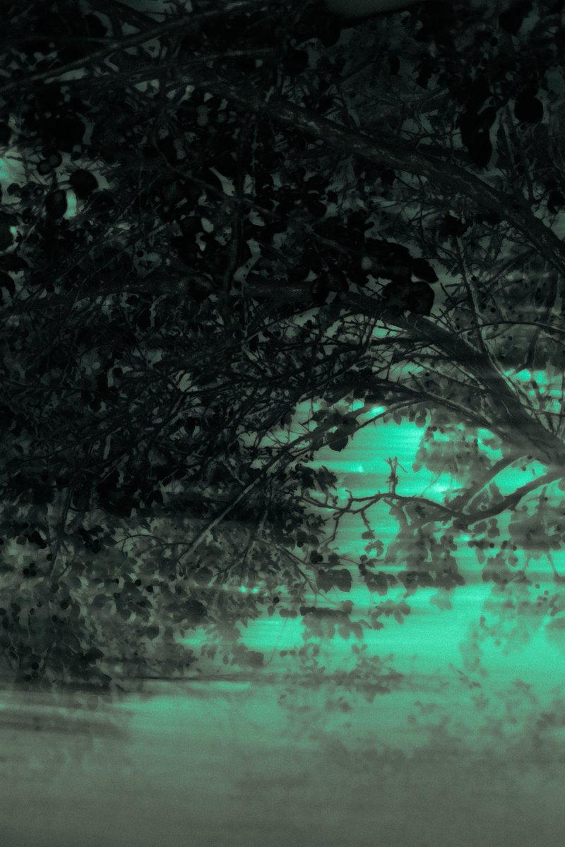 In my garden 100 xtz
Haze 100 xtz