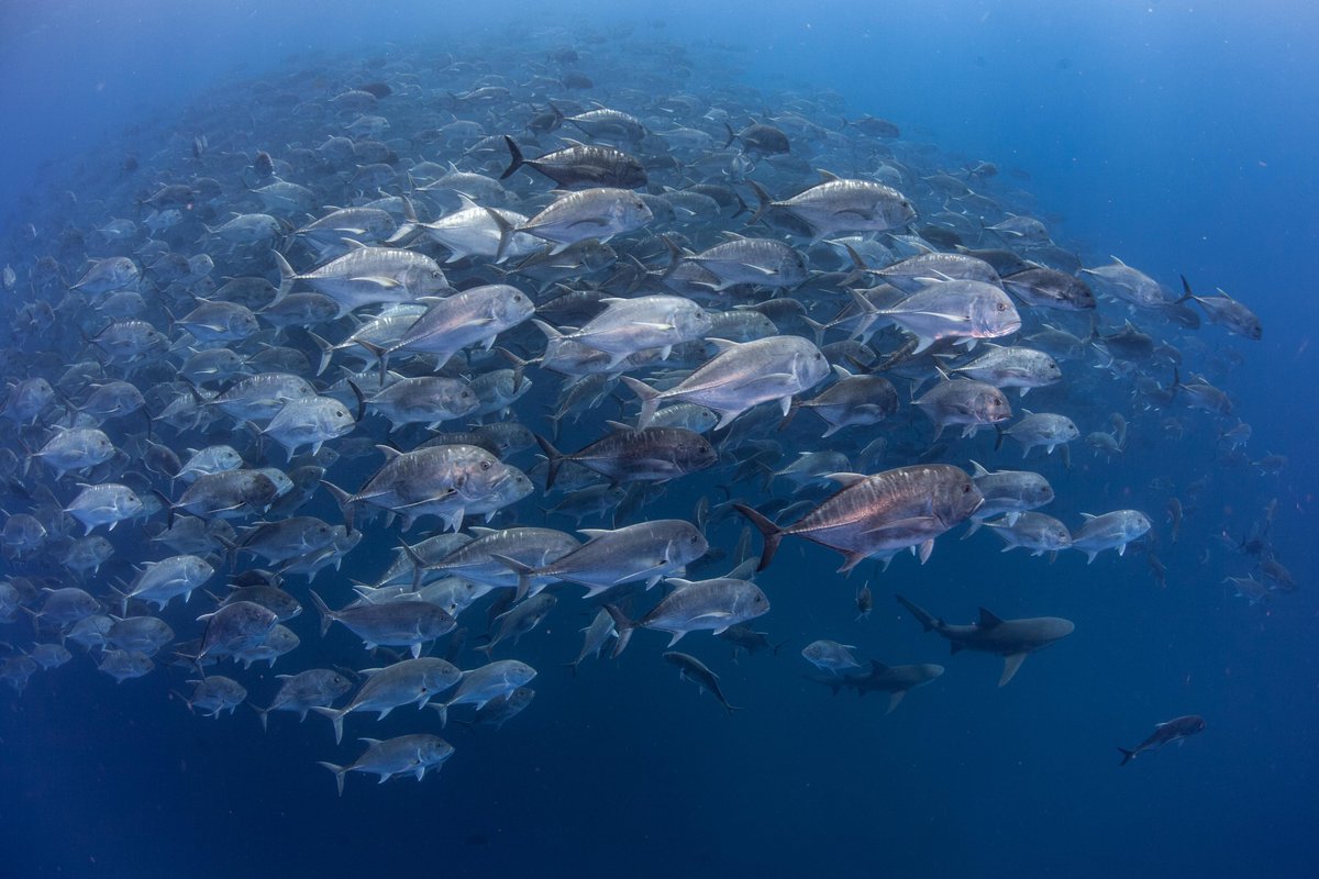 32 days until #6samls

We have two dedicated fish movement sessions covering talks on species such as iconic giant kingfish, to smaller mullet and blacktail, to commercially important smoothhound sharks!

#marinescience #SouthernAfrica #Linefish

 📷<a href="/PontaSharks/">Ponta Shark Diaries</a>