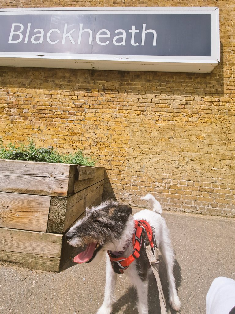 Chief Wellbeing Officer on a jaunt to visit the <a href="/Judge_Priestley/">Judge & Priestley</a> Blackheath office.

#hotdog
#blackheathvillage 
#Blackheath