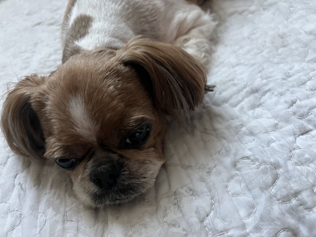 haha_hyun_'s tweet photo. 올해도 봉구가…🥺🥺 https://t.co/4lQJm3Q7bX
