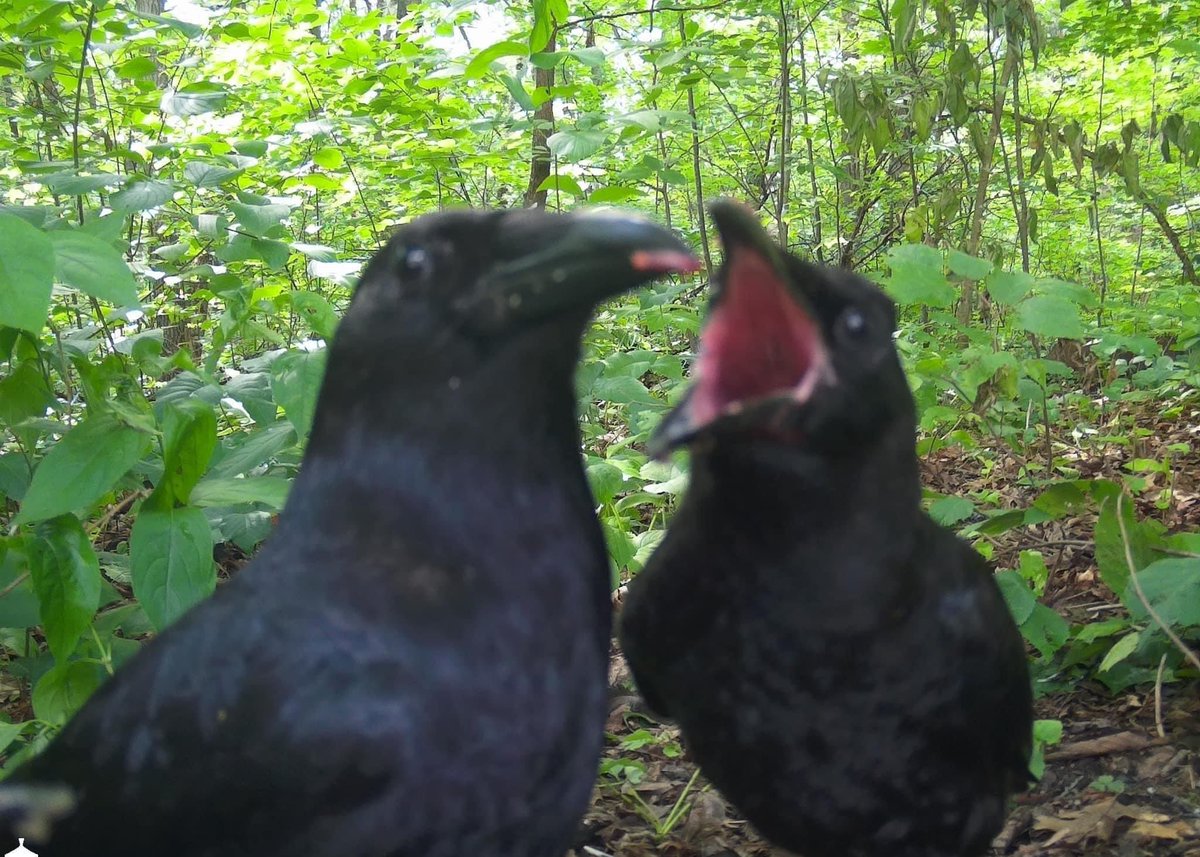 DailyCorvids's tweet image. Nice argument, unfortunately for you I've already portrayed you as the noisy, annoying crow, and myself as the Chad, stoic crow