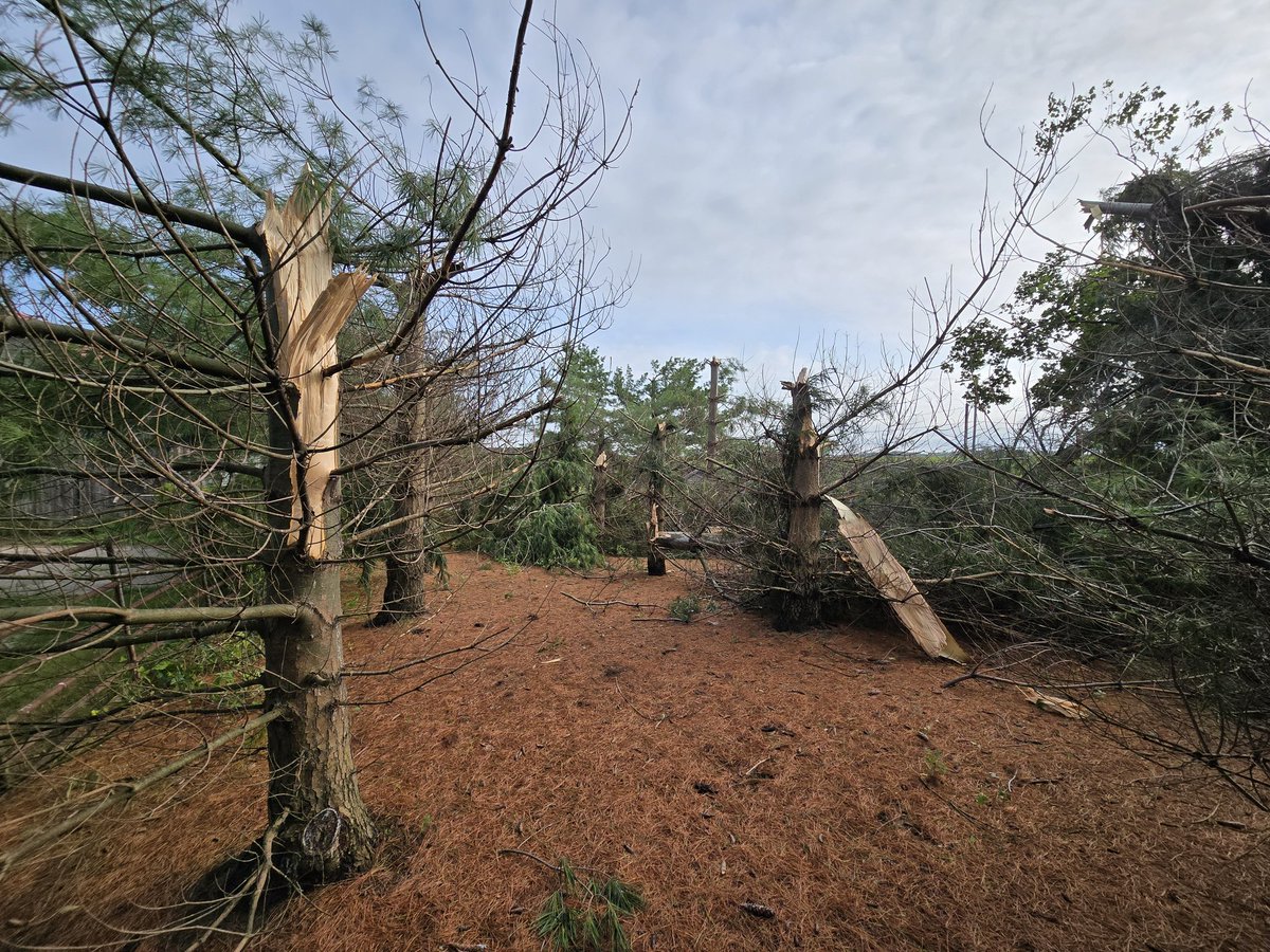 JulianeHood's tweet photo. @NWSQuadCities 1 mile west of Sherrard, we lost most of our pine windbreak in the storm around 7:30 pm, 7/15/24. Other multiple trees were destroyed or topped. You may use these photos. https://t.co/wQShKT6T74