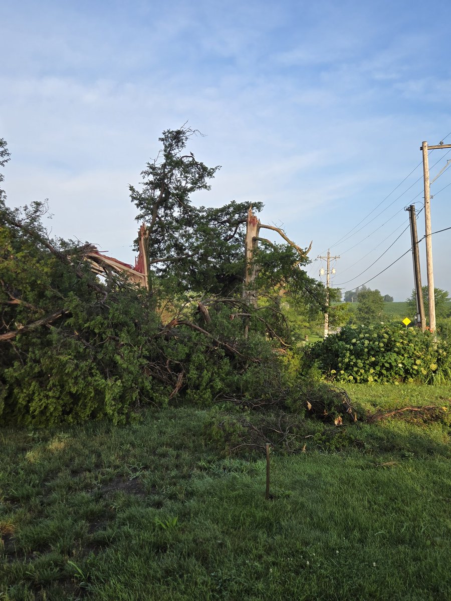 JulianeHood's tweet photo. @NWSQuadCities 1 mile west of Sherrard, we lost most of our pine windbreak in the storm around 7:30 pm, 7/15/24. Other multiple trees were destroyed or topped. You may use these photos. https://t.co/wQShKT6T74