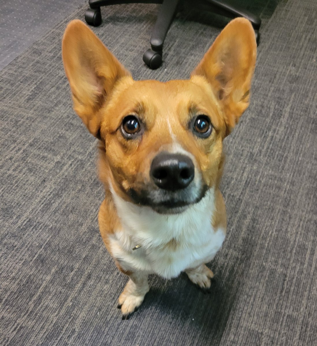 DePerePD's tweet photo. This good boy, a male Corgi or Corgi mix,  was found near Patriot Park in the 300 block of Ballard in De Pere.  He has been transported to the De Pere Police Department where he is being spoiled.  If you are the owner, or know them, please contact us so we can get him home. https://t.co/ylYZi4asg6