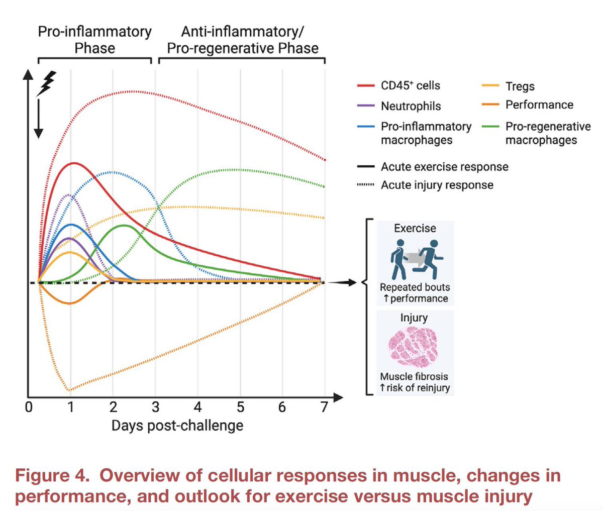 ⭐️ El ejercicio provoca respuestas inmunes óptimas y saludables, disminuye los procesos inflamatorios y puede retardar el proceso de envejecimiento. 

📚 cell.com/cell-metabolis…