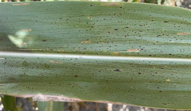 Tar spot, a disease that causes small raised black spots on corn leaves and can also affect husks and leaf sheaths, is best controlled by applying fungicide during VT-R3 stages.

Use the Tar Spotter app to stay updated on its spread. 

brnw.ch/21wLlgG