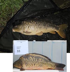 infohsvnb's tweet photo. Maurice Mittelmeijer wint maandprijs met karper Catch 'n Match https://t.co/W1kwBdfPMA https://t.co/3FLZJ334IH