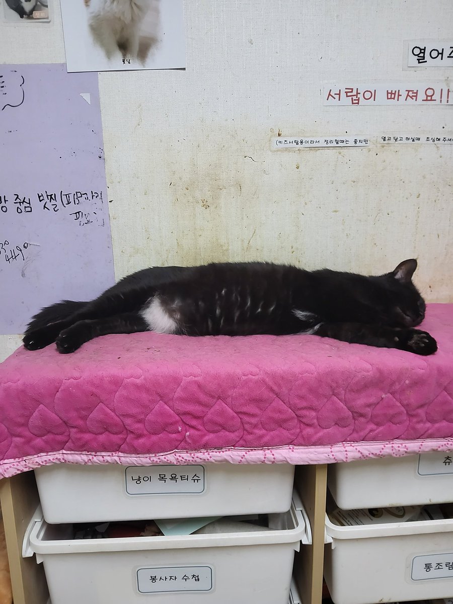 haneulshelter's tweet photo. 네로는 꿈나라 여행중이에요~
몇몇 아이들을 괴롭혀서 케이지에 가두고 나가야하는데 마음이 아프네요ㅠㅠ
네로의 좋은 엄마가 나타나주세요~♡ https://t.co/1f72P6CcS6