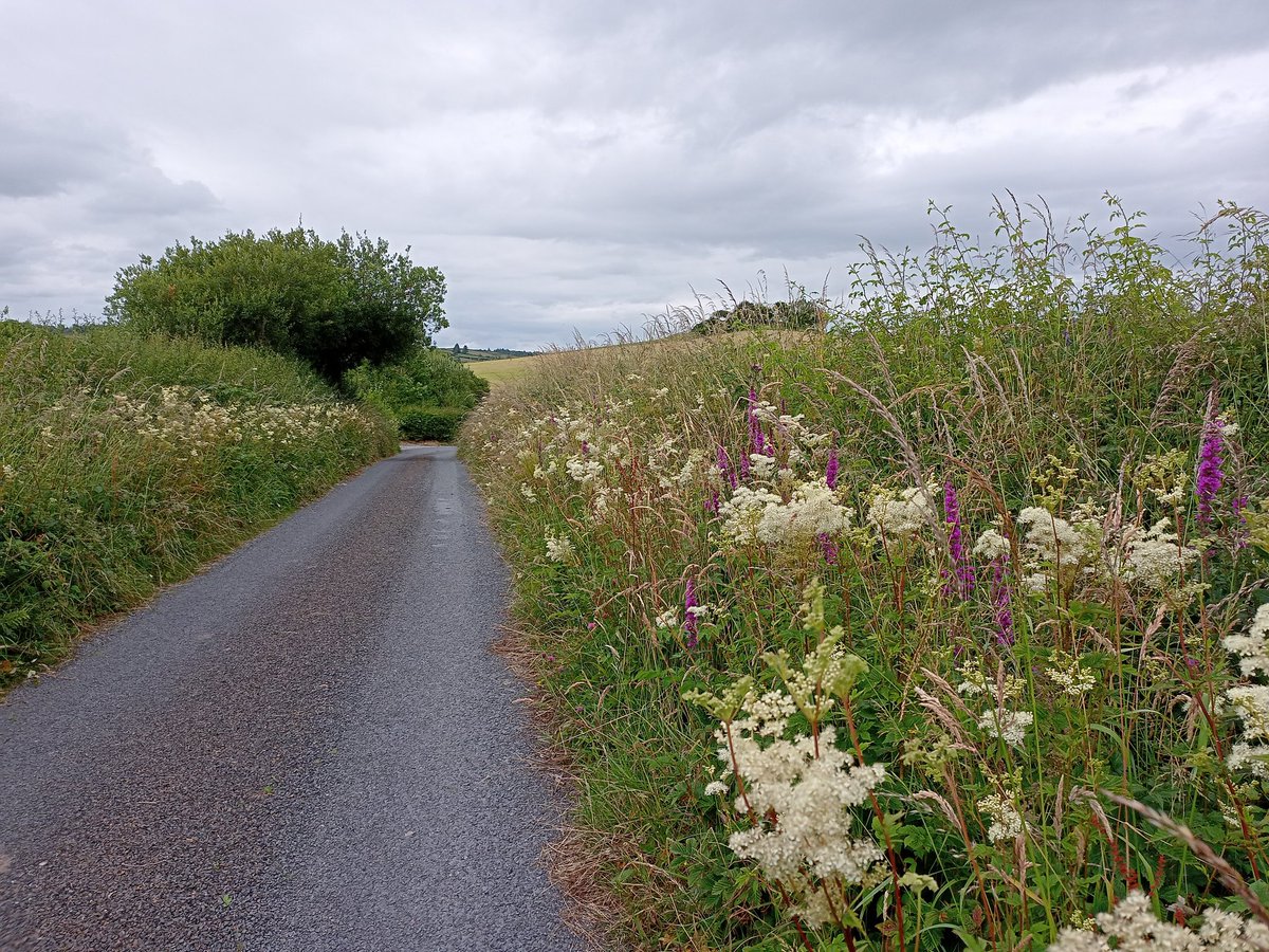 There's an explosion of wildflowers at the moment!