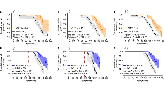 This is figure 5, which shows that genetic or pharmacologic inhibition of IL-11 extends life expectancy of male and female mice.